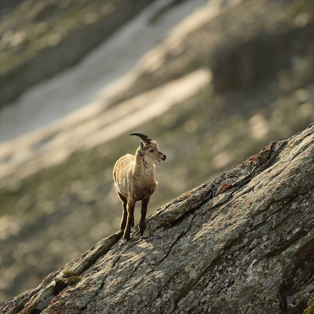 Nationalpark Hohe Tauern in Osttirol