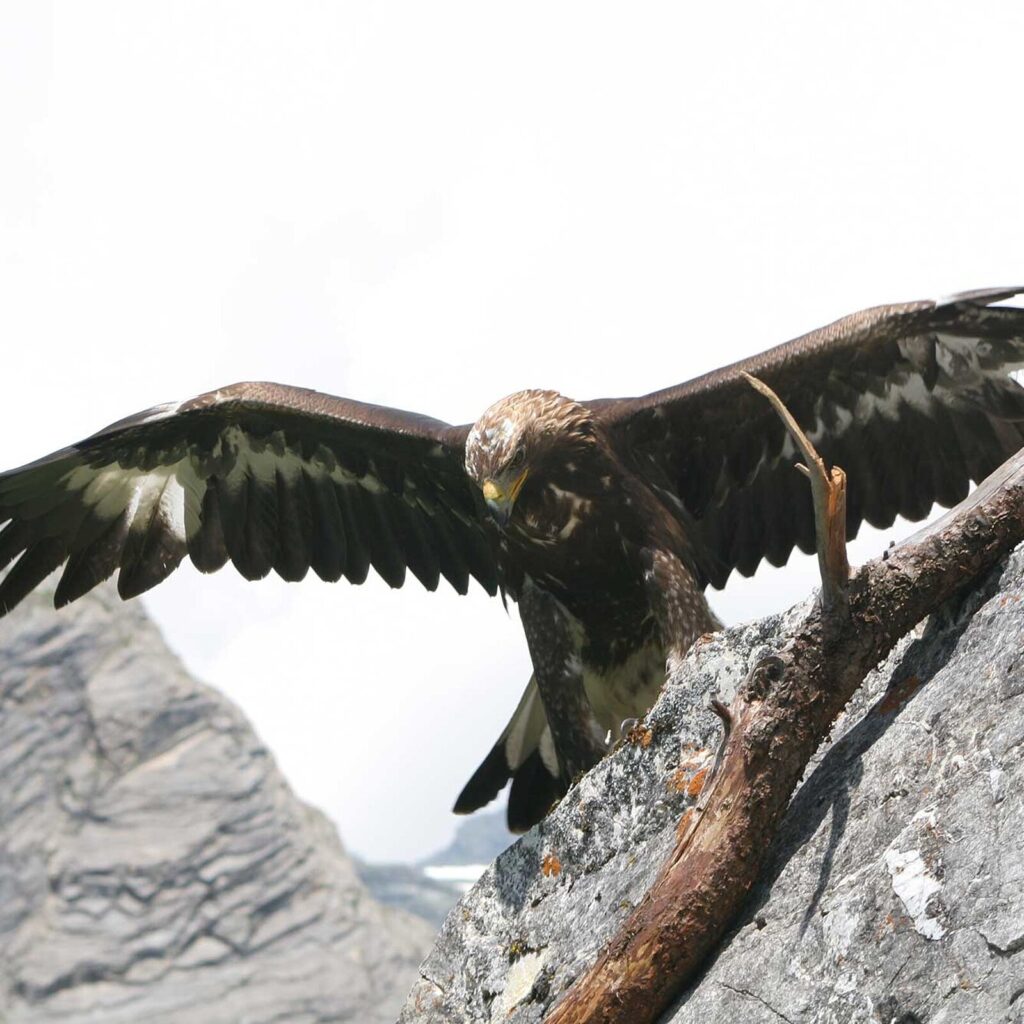 Nationalpark Hohe Tauern in Osttirol