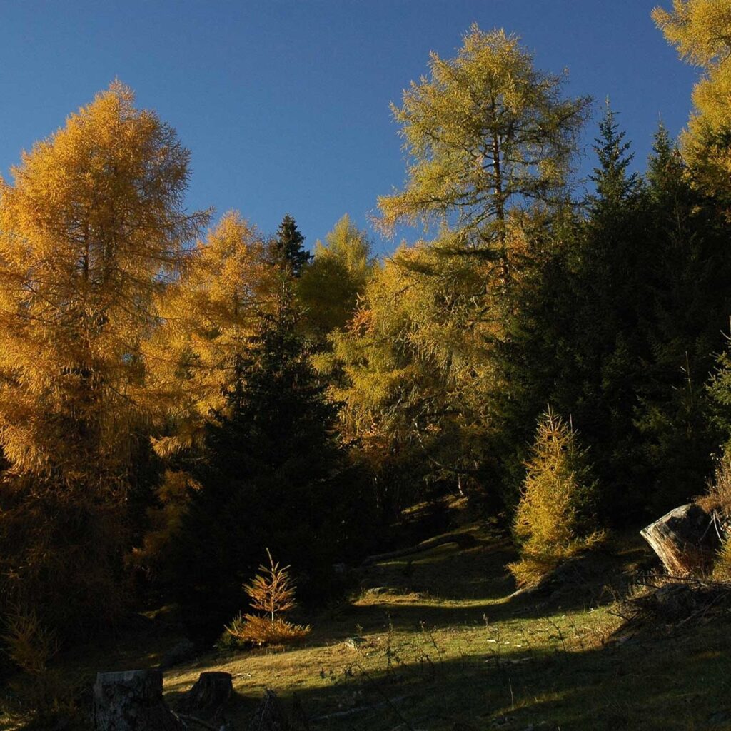 Wandern im Wald im Virgental, Osttirol